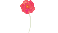 Bloom Behavior